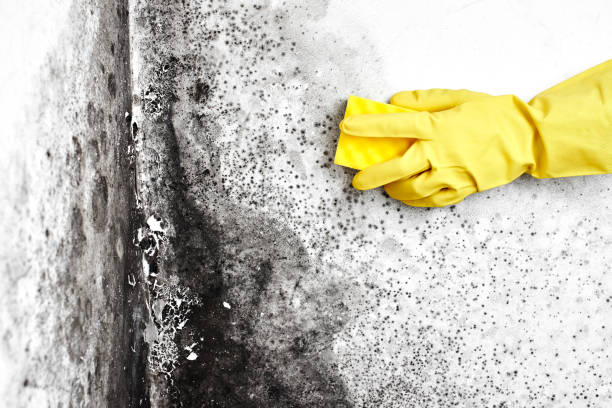 Best Insurance-Related Mold Remediation in Montgomery, MN