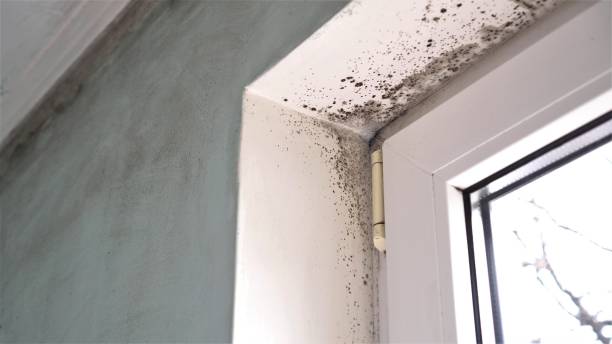 Best Attic Mold Remediation in Montgomery, MN