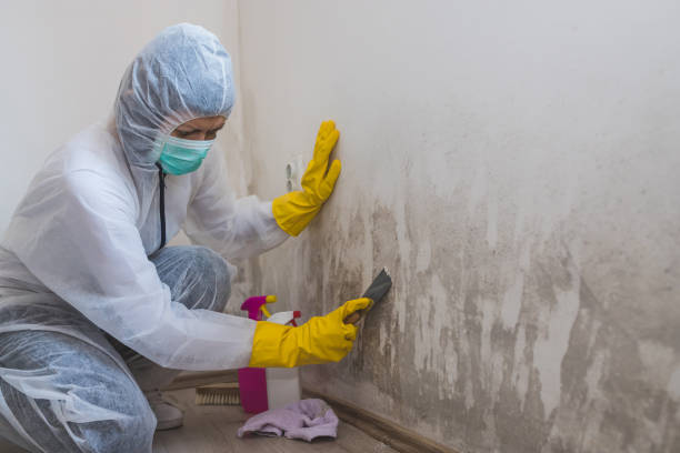 Best Basement Mold Remediation in Montgomery, MN