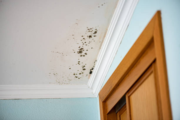 Best Residential Mold Remediation in Montgomery, MN