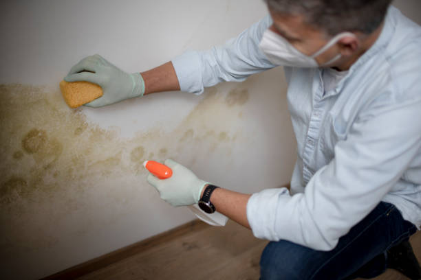 Best Bathroom Mold Remediation in Montgomery, MN