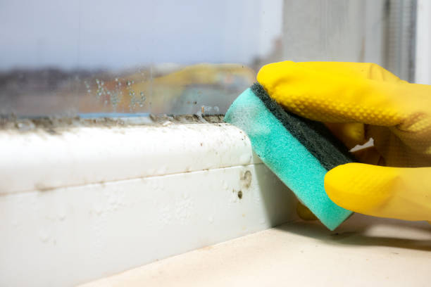 Best Health and Safety Mold Remediation in Montgomery, MN