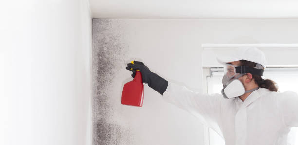 Best HVAC Mold Remediation in Montgomery, MN