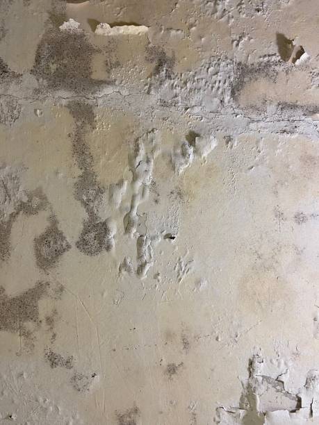 Best Industrial Mold Remediation in Montgomery, MN