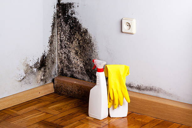 Best DIY Mold Remediation Support Services in Montgomery, MN